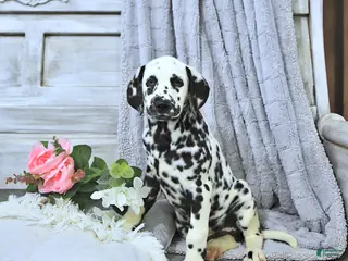 Dalmatian dogs for sale: Jewel - Ad 2