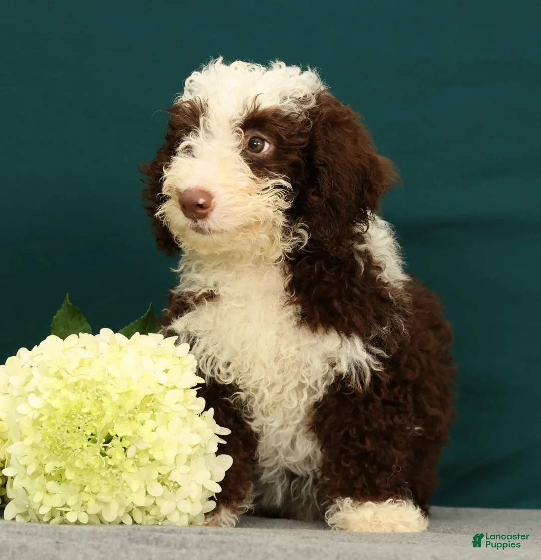 Mini Bernedoodle dogs for sale: Penelope - Ad 2