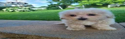 Bichpoo dogs for sale: Laney - Ad 5
