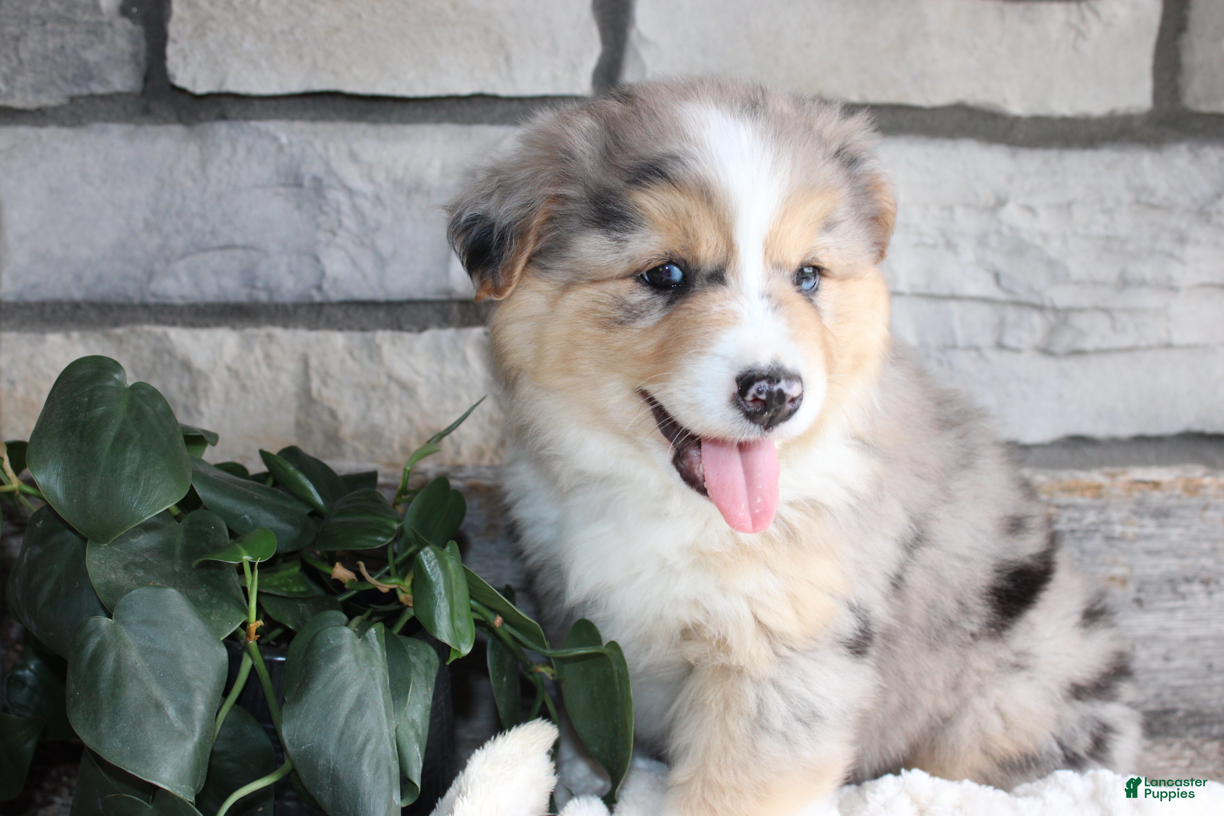 Australian Shepherd dogs lacy - Ad 2