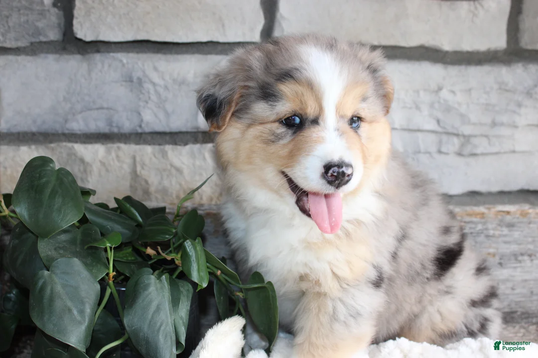 Australian Shepherd dogs for sale: lacy - Ad 2