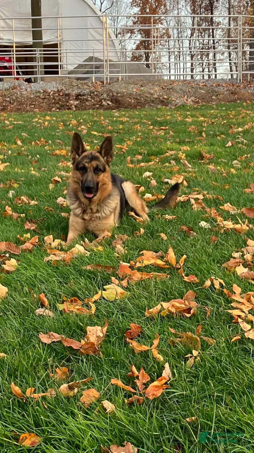 German Shepherd dogs for stud: German Shepherd 1 puppies - Ad 3