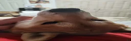 Shiba Inu dogs for stud: Looking for a female to breed - Ad 5