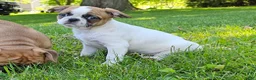 Mixed Breed dogs for sale: Oscar Pie - Ad 7