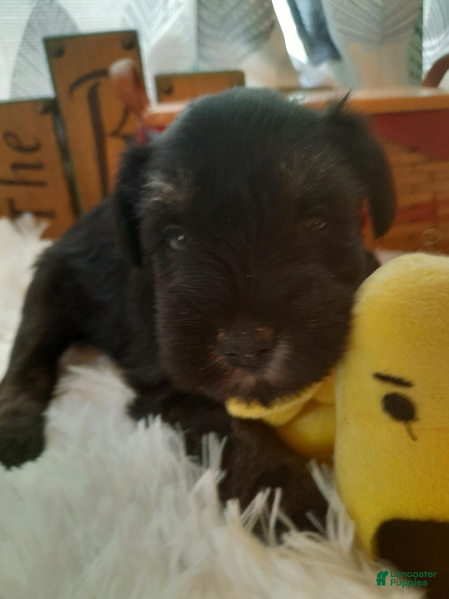 Miniature Schnauzer dogs AKC Hot Rod - Ad 1
