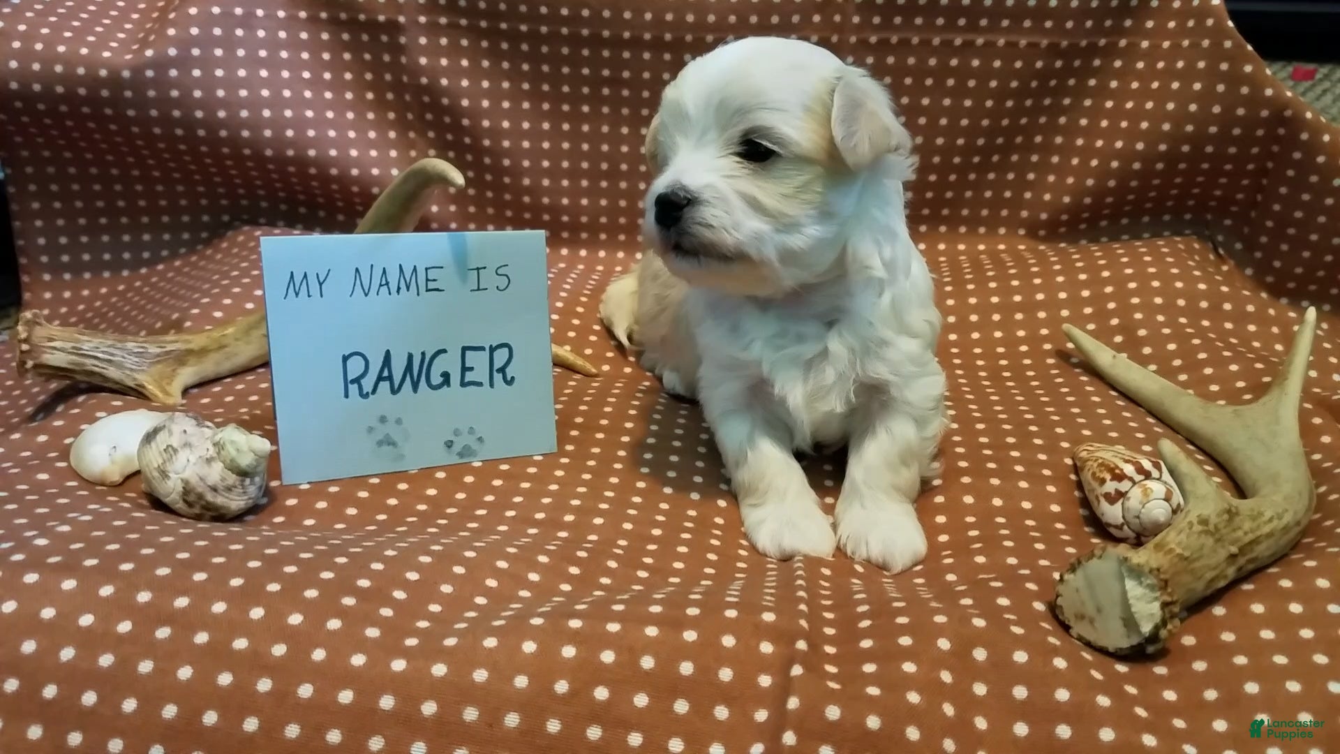 Maltipoo dogs Ranger - Ad 2