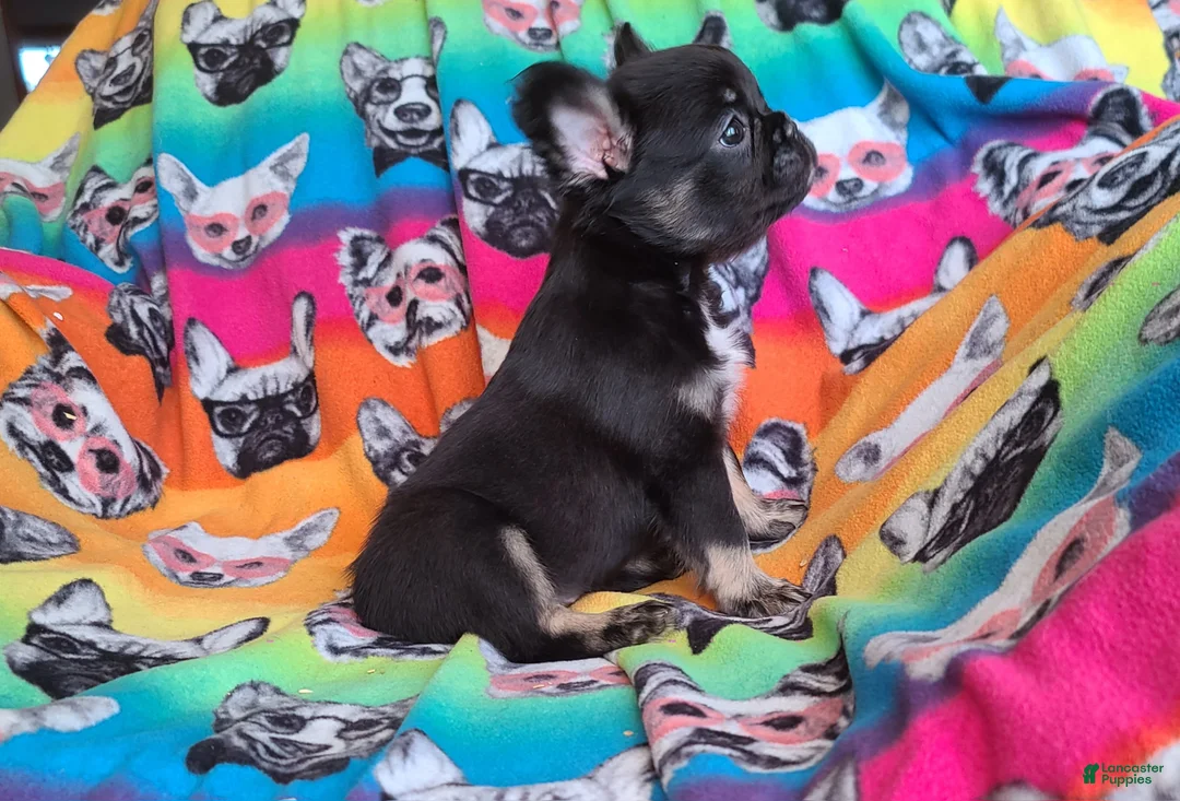 French Bulldog dogs for sale: French Bulldog Puppy 8 - Ad 1