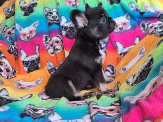 French Bulldog dogs French Bulldog Puppy 8 - Ad 31