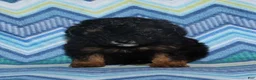 Miniature Poodle dogs for sale: Harlee’s phantom male - Ad 8