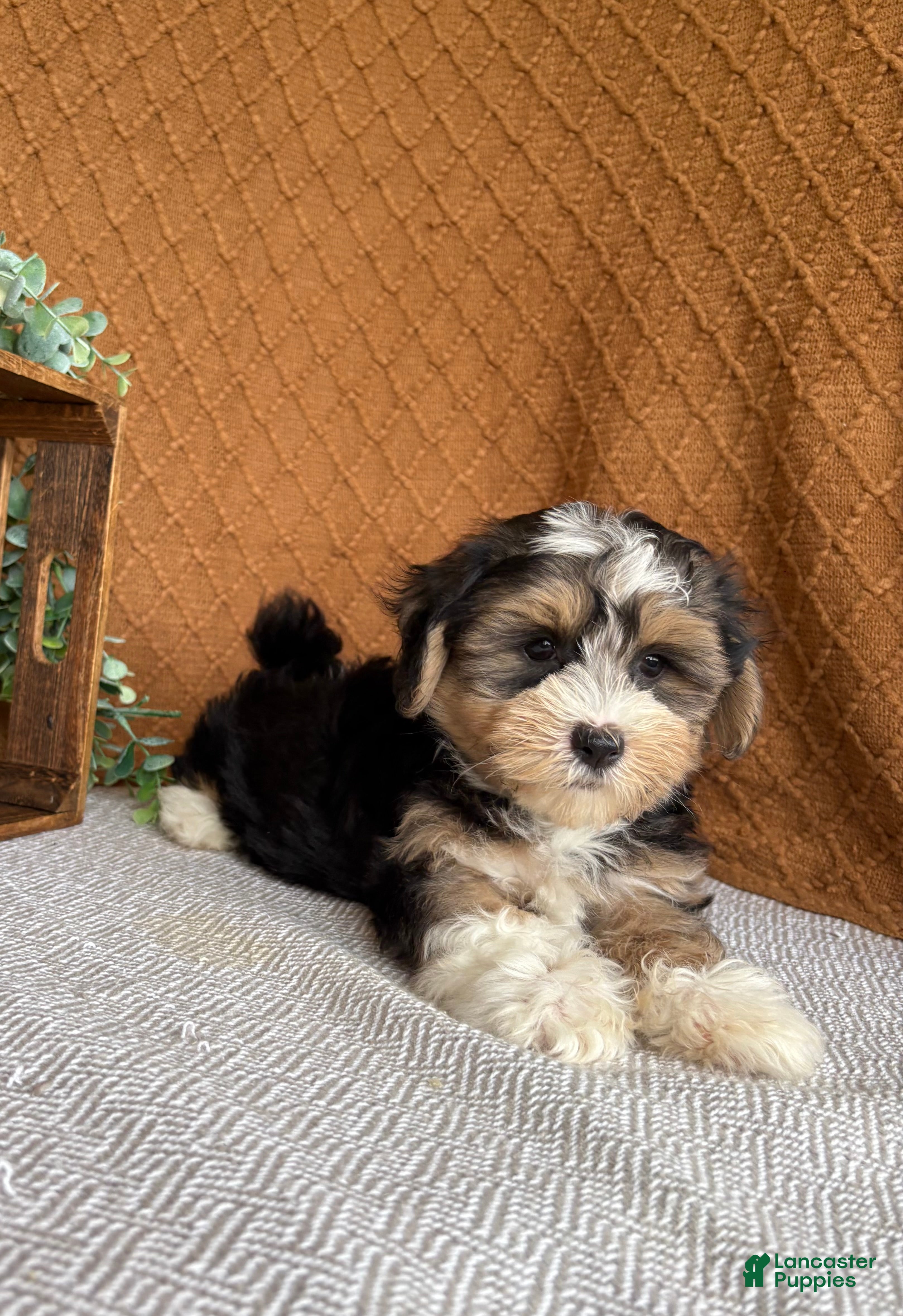 Havanese dogs Jasper  - Ad 1