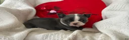 Boston Terrier dogs for sale: Rosy - Ad 3