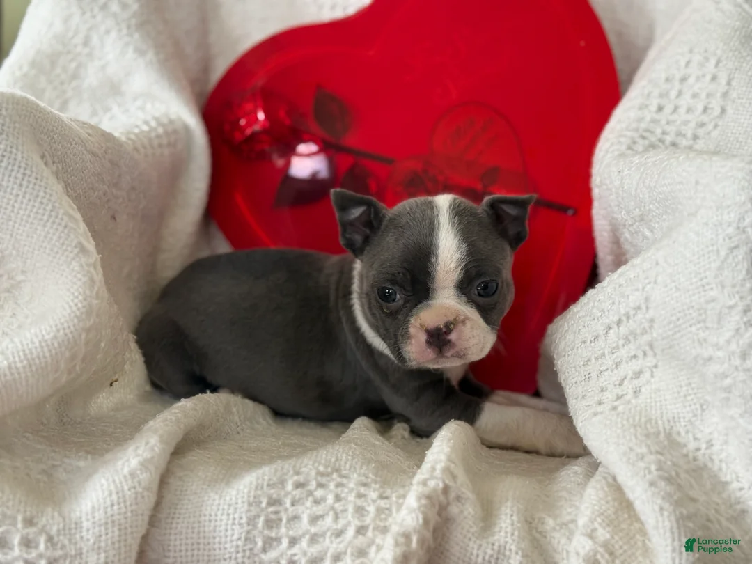 Boston Terrier dogs for sale: Rosy - Ad 3