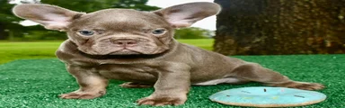French Bulldog 1