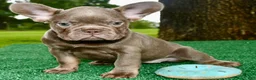 French Bulldog dogs for sale: French Bulldog 1 - Ad 1