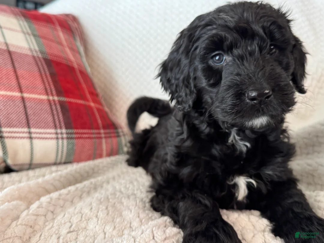 Goldendoodle dogs for sale: 🐾 Quinn – Sweet, Gentle & Always Close By 🐾 - Ad 2