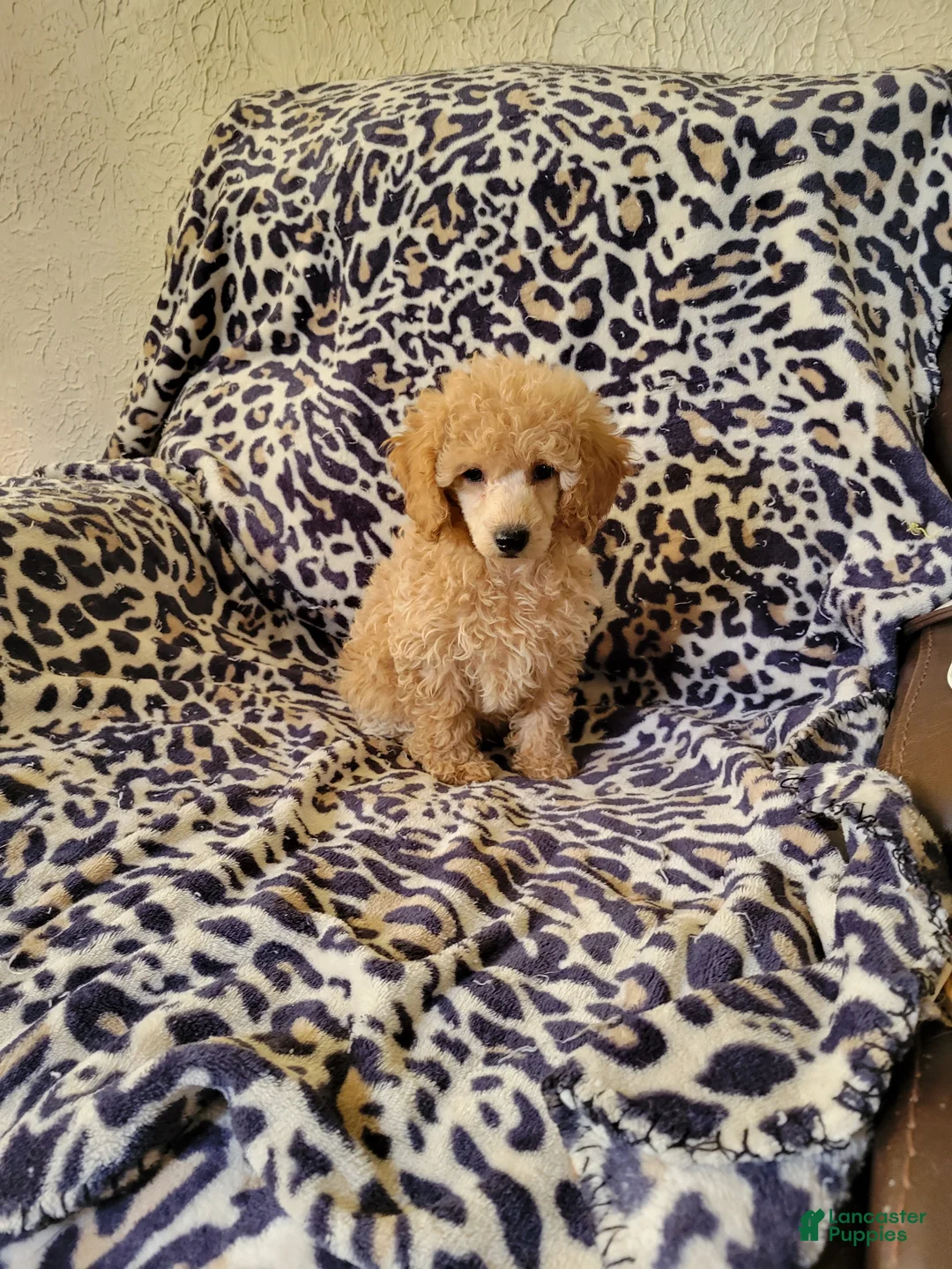 Toy Poodle dogs for sale: Toy Poodle 1 - Ad 3