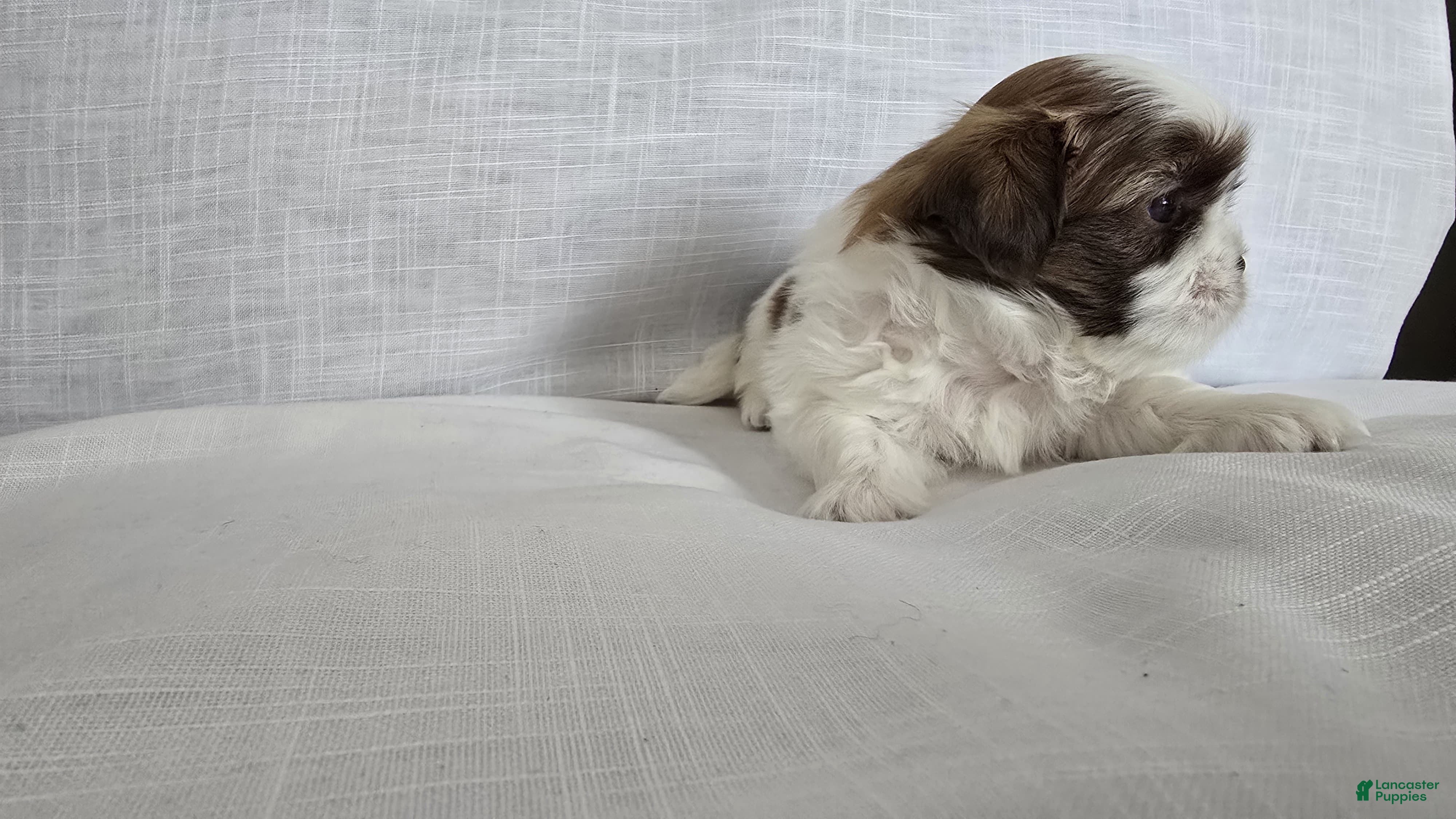 Shih Tzu dogs Honey - Ad 2