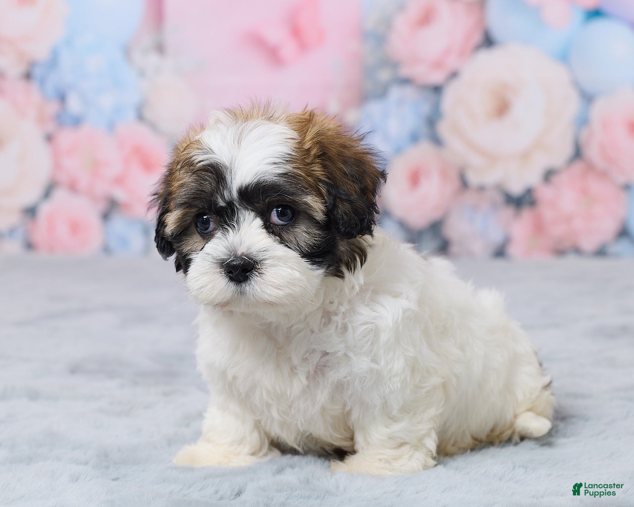 Teddy Bear dogs for sale: Millie - Ad 2