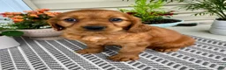 Miniature Golden Retriever dogs for sale: Marley - Ad 4