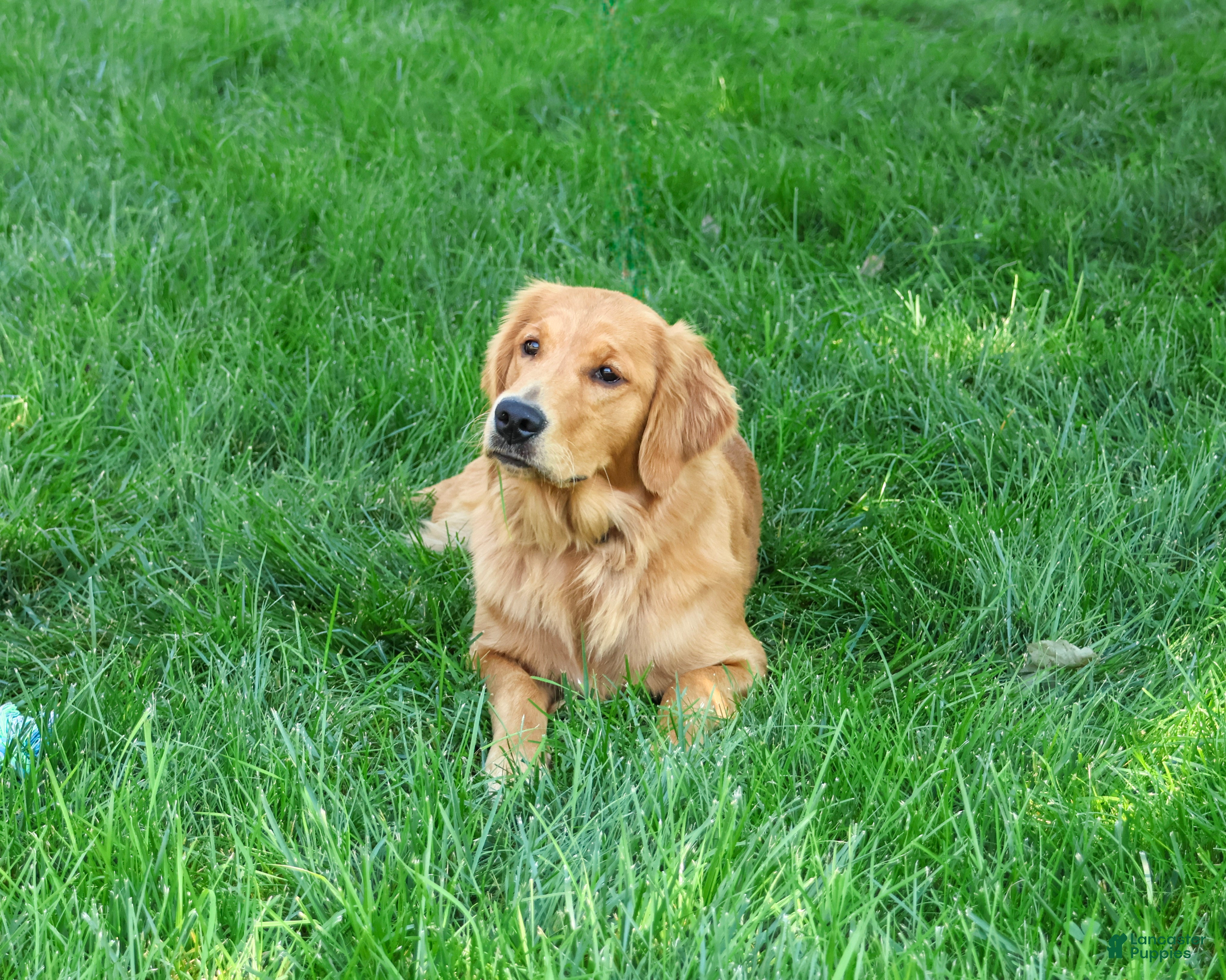 Golden Retriever dogs Blessing - Ad 2