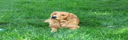 Golden Retriever dogs for sale: Blessing - Ad 2