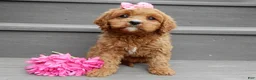 Cavapoo dogs for sale: Buttons - Ad 4