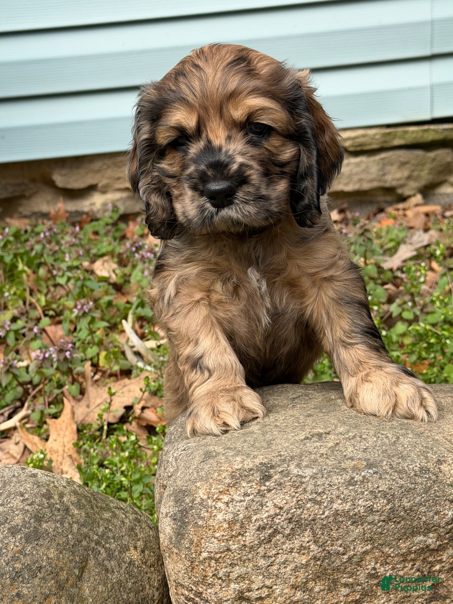 Cocker Spaniel dogs Houdini - Ad 2