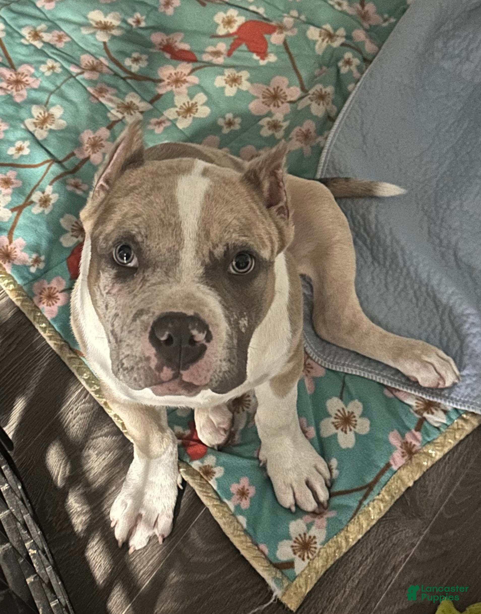 American Bully dogs Oakley - Ad 17