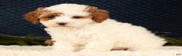 Cavapoo dogs for sale: Vicky - Ad 7