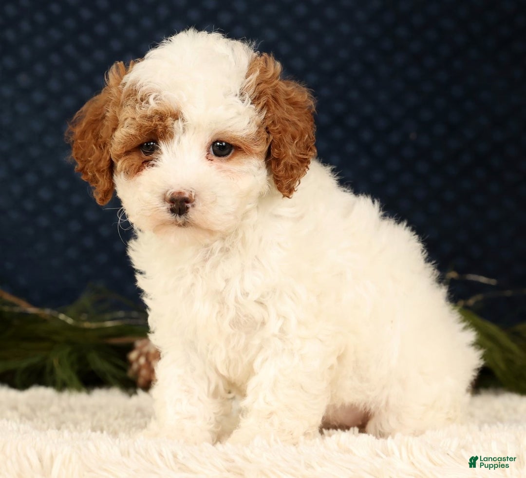 Cavapoo dogs for sale: Vicky - Ad 7