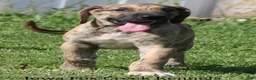 Great Dane dogs for sale: Murphy - Ad 8