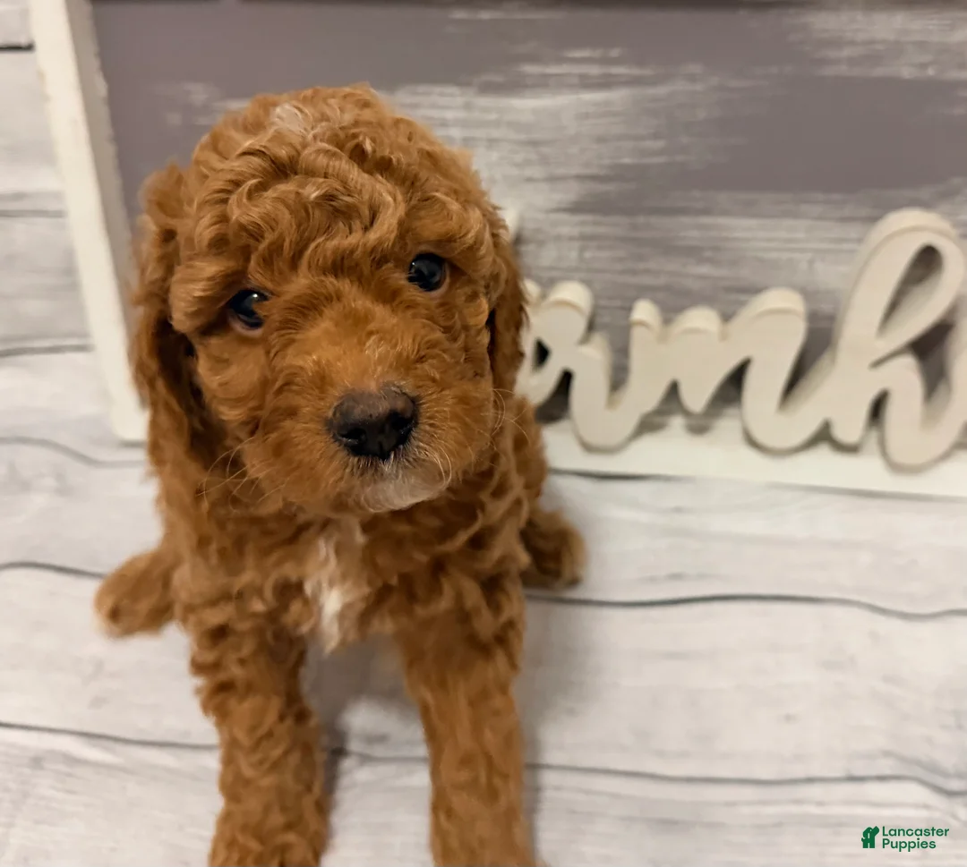 Mini Goldendoodle dogs for sale: Mini Goldendoodle Puppy 4 - Ad 1