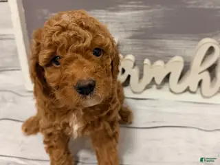 Mini Goldendoodle dogs for sale: Mini Goldendoodle Puppy 4 - Ad 3