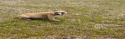 American Bully dogs for sale: American Bully Puppy 2 - Ad 5