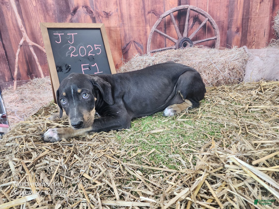 Catahoula Leopard Dog dogs for sale: JJ 2025 Male 4 - Ad 22