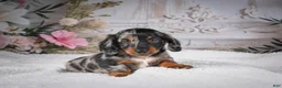 Miniature Dachshund dogs for sale: Leo - Ad 13