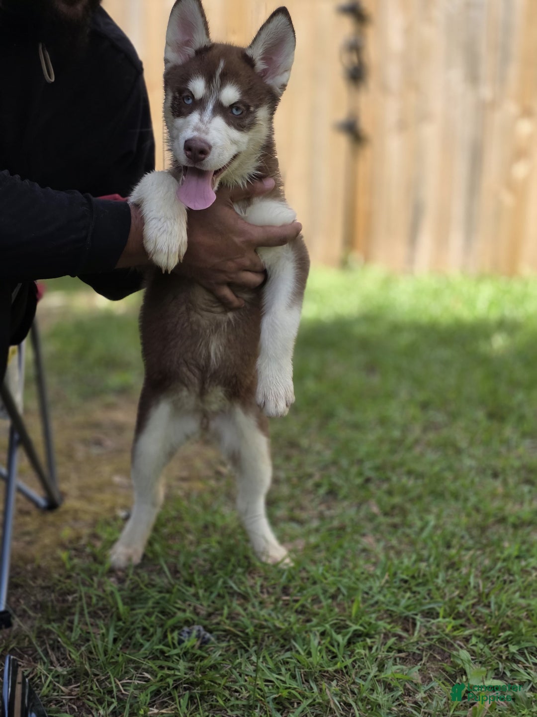 Siberian Husky dogs for sale: Panda - Ad 14