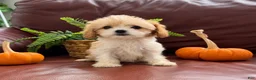 Cavapoo dogs for sale: Lily - Ad 1