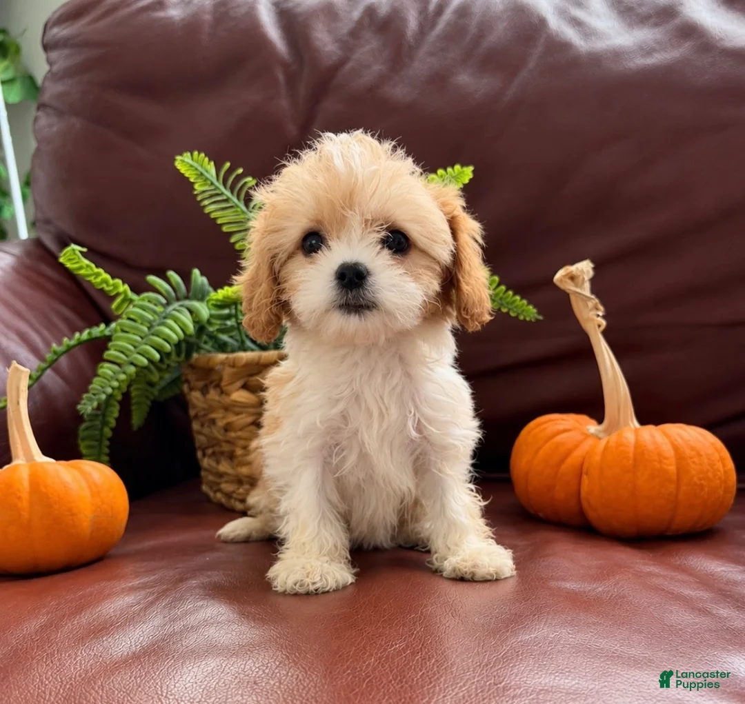 Cavapoo dogs for sale: Lily - Ad 1