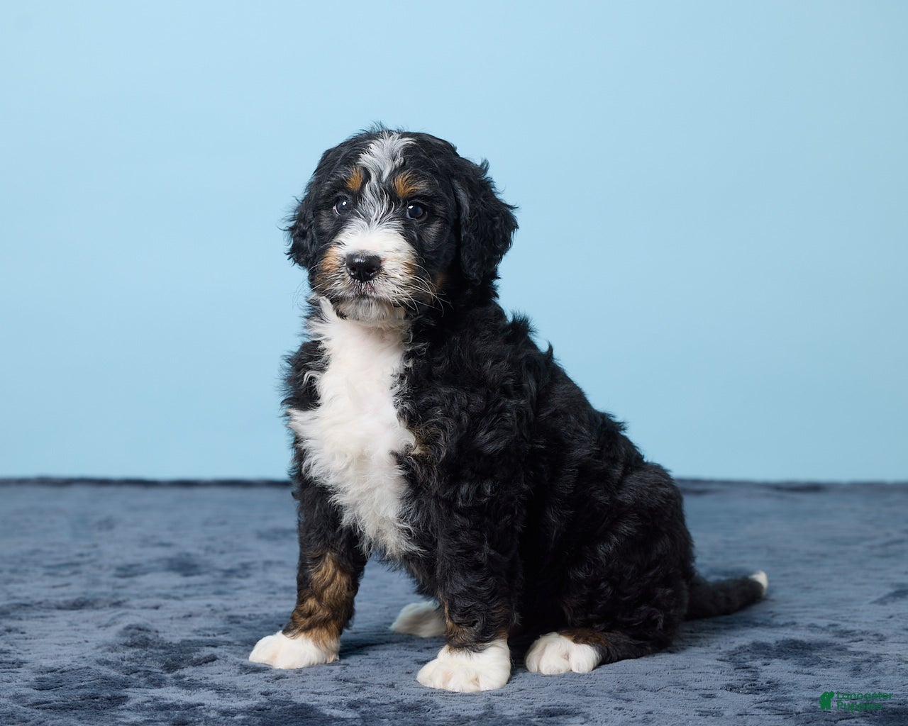 Bernedoodle dogs Jasper - Ad 1