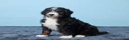 Bernedoodle dogs for sale: Jasper - Ad 1