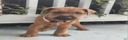 Irish Terrier dogs for sale: Rex - Ad 5