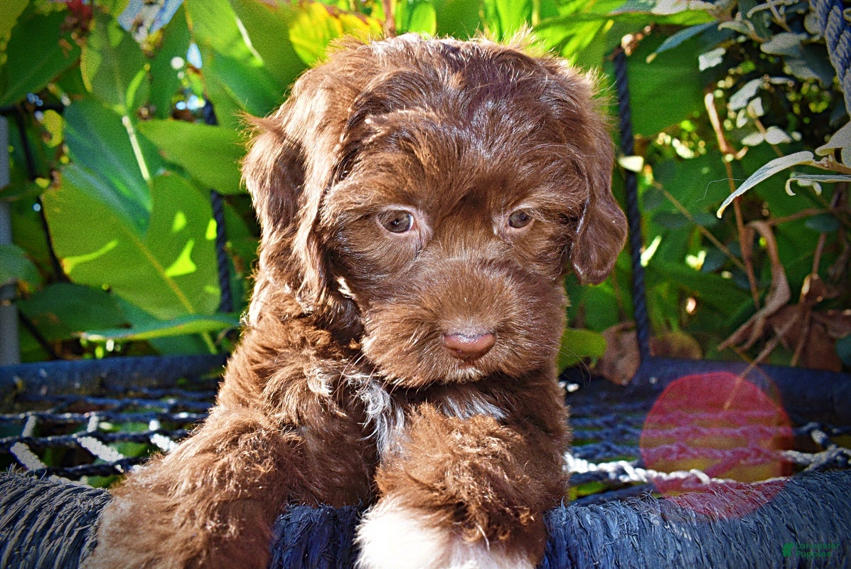Havapoo dogs for sale: Precious - Ad 2