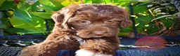 Havapoo dogs for sale: Precious - Ad 2