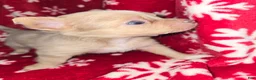 Chihuahua dogs for sale: Long hair Merle boy - Ad 4