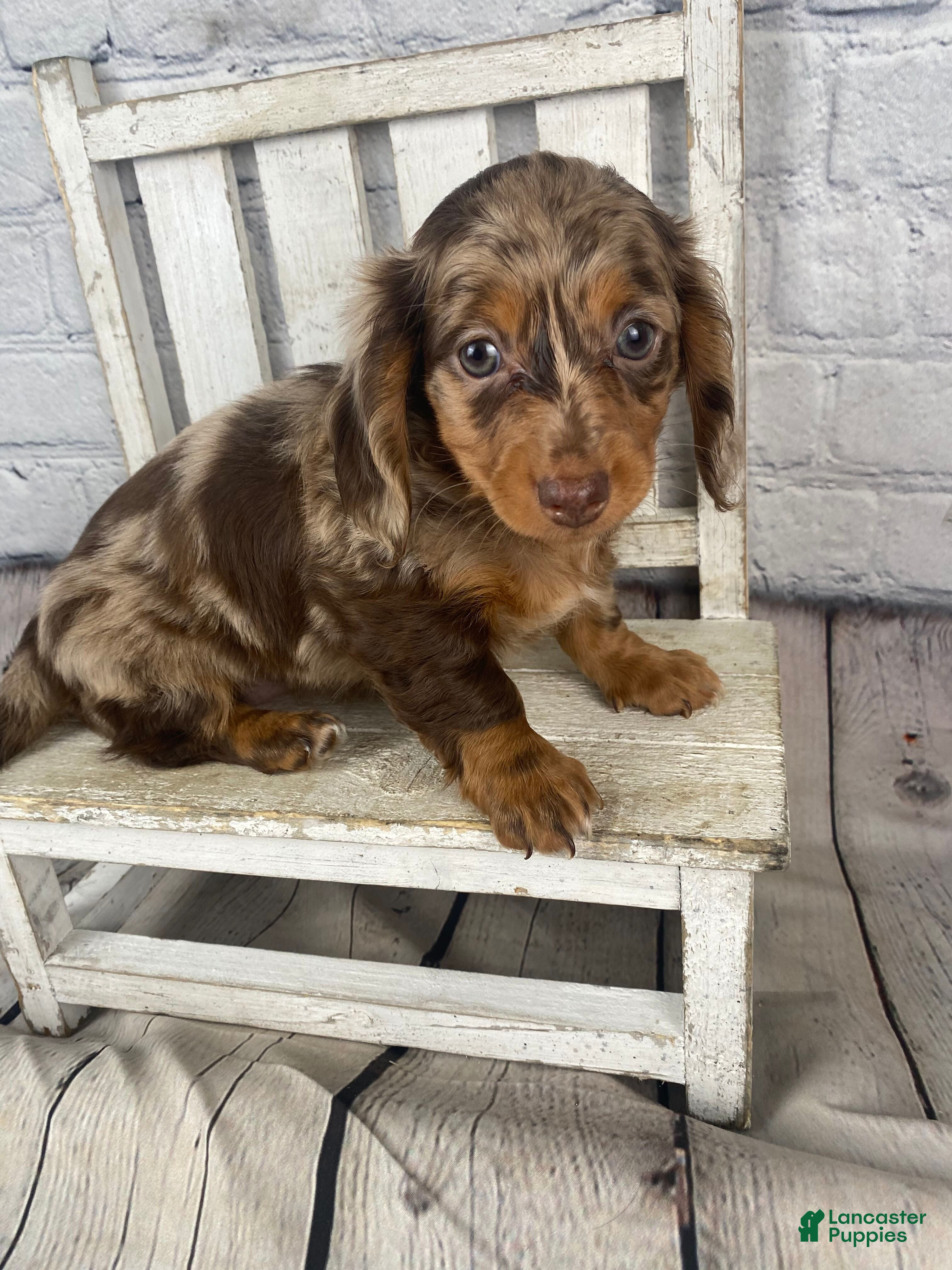Miniature Dachshund dogs Abby - Ad 2