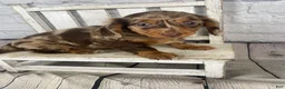 Miniature Dachshund dogs for sale: Abby - Ad 3