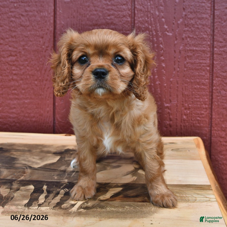 Cavalier King Charles Spaniel dogs Ginger - Ad 2