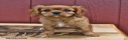 Cavalier King Charles Spaniel dogs for sale: Ginger - Ad 2
