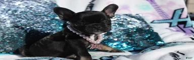 French Bulldog Puppy 6